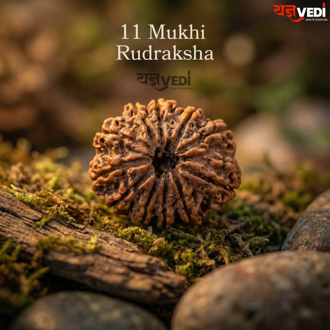 Original 11 Mukhi Nepali Rudraksha (Gyaarah Mukhi)