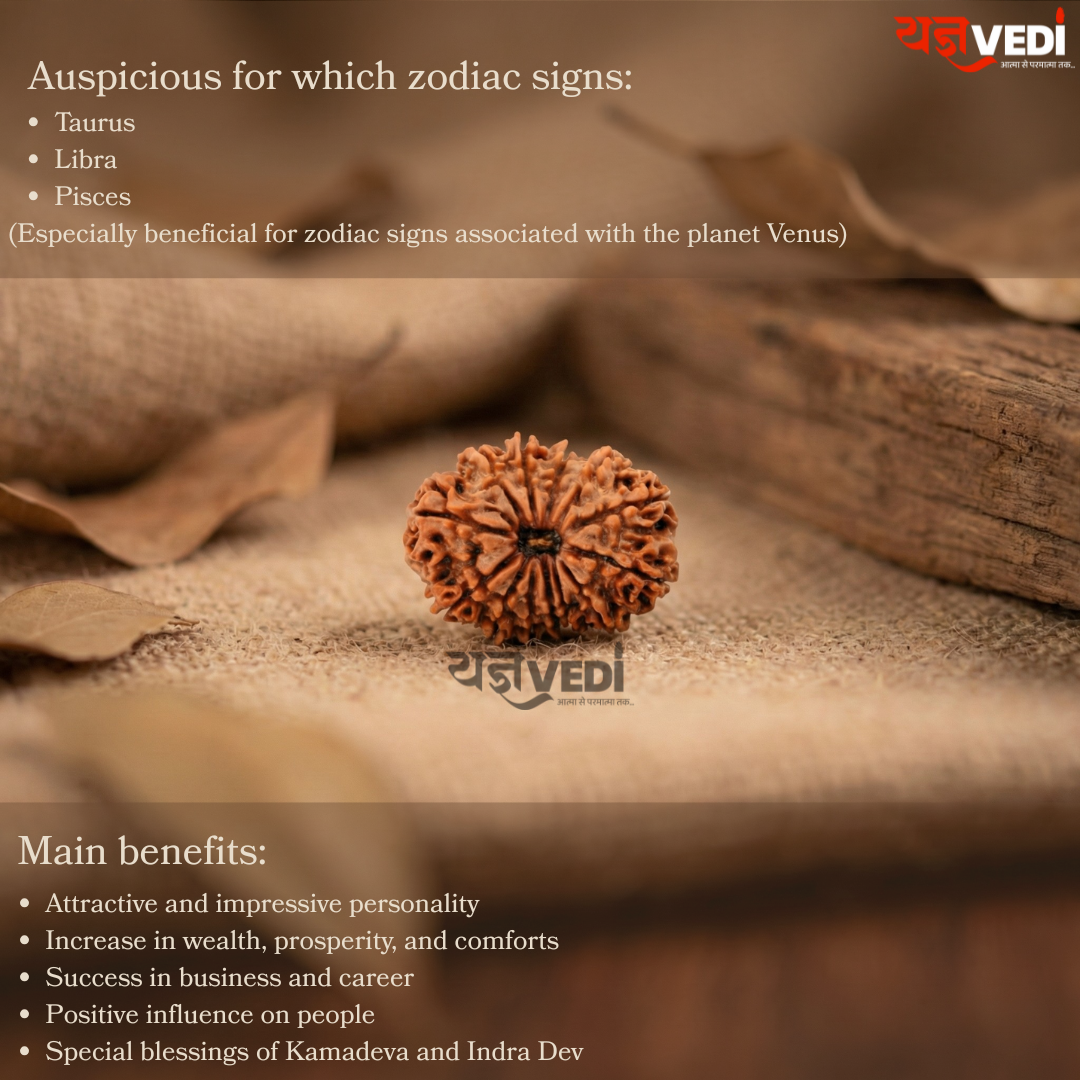 Original 13 Mukhi Nepali Rudraksha (Terah  Mukhi)