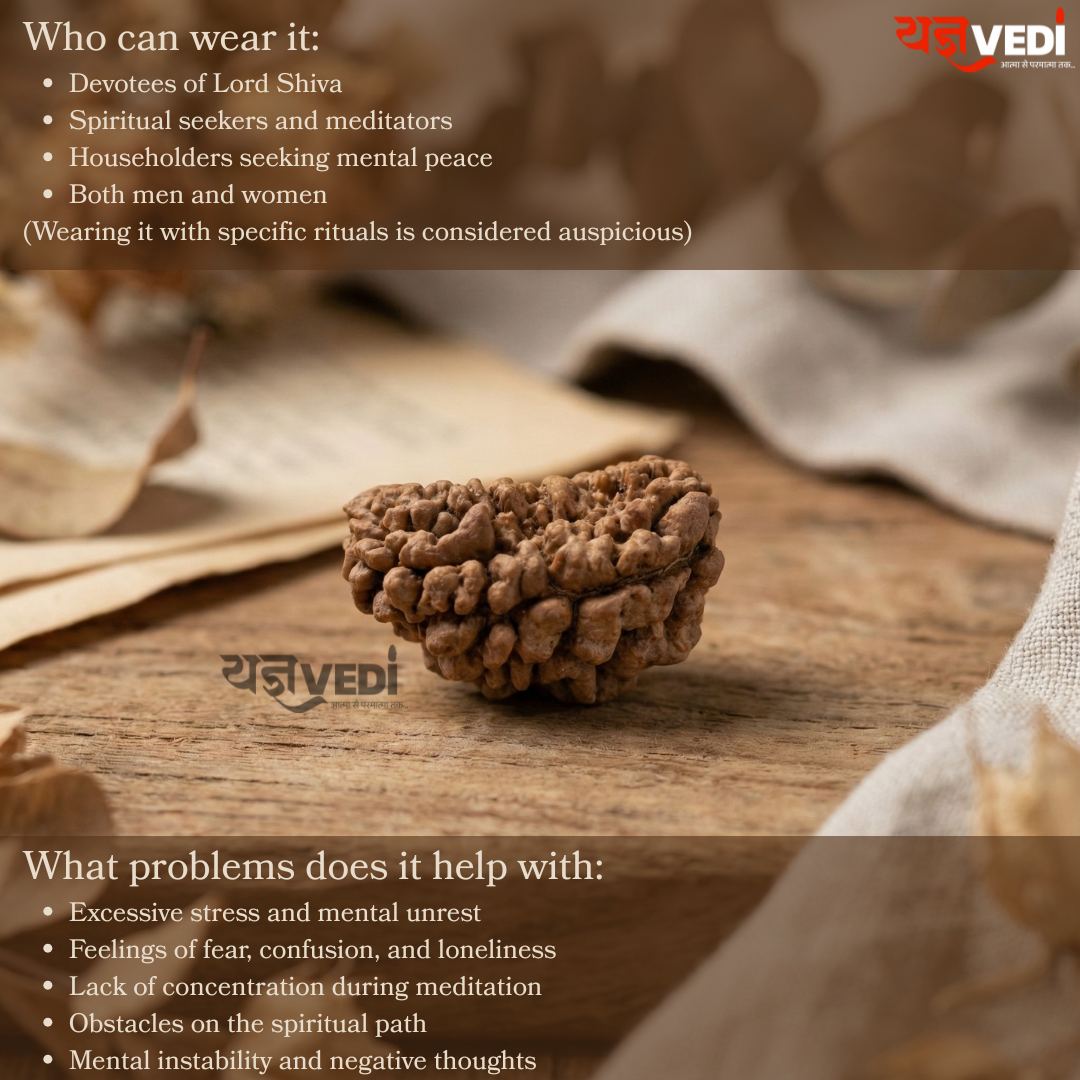 1 Mukhi Indian Rudraksha - Ek Mukhi