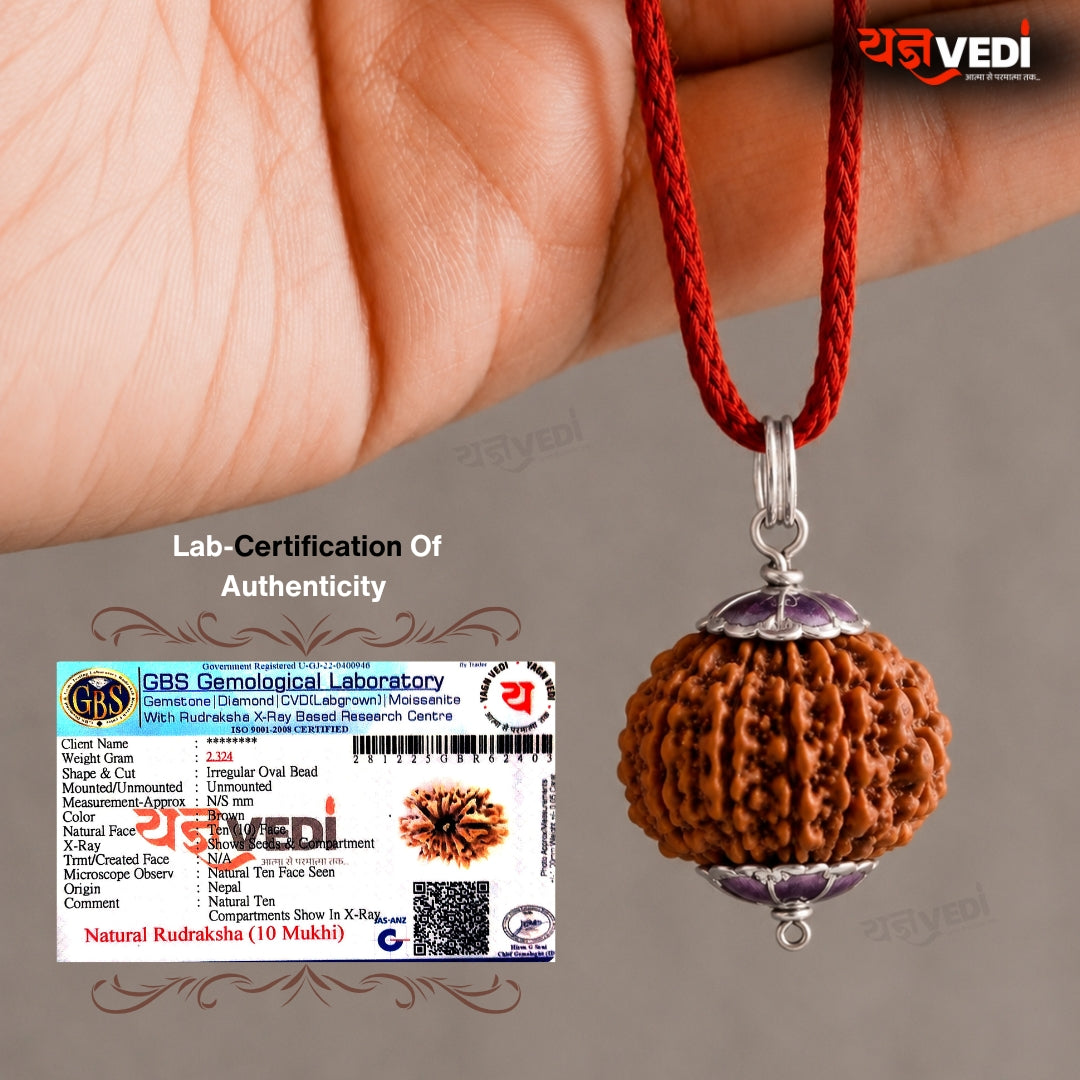 Original 10 Mukhi Nepali Rudraksha (Das Mukhi)