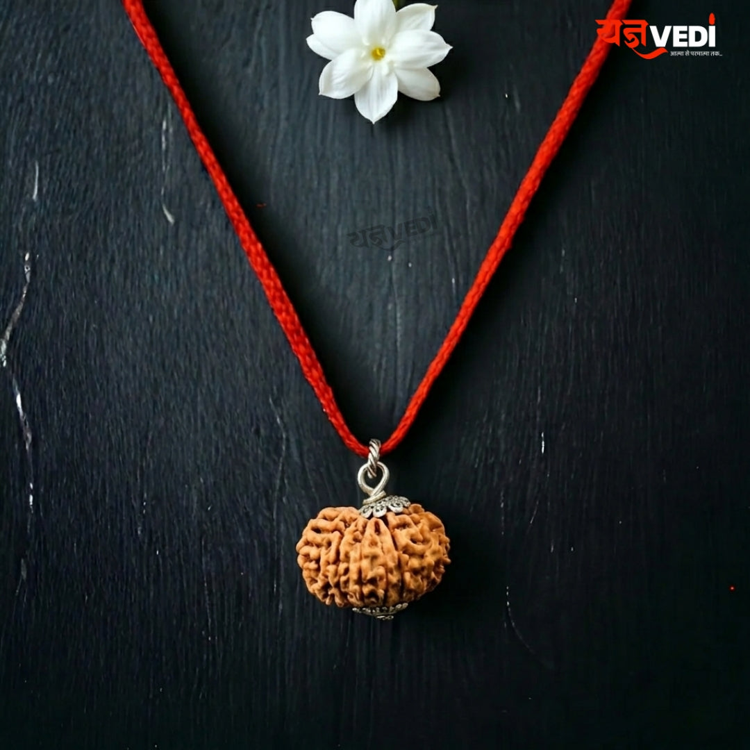 Original 12 Mukhi Nepali Rudraksha (Baarah Mukhi)