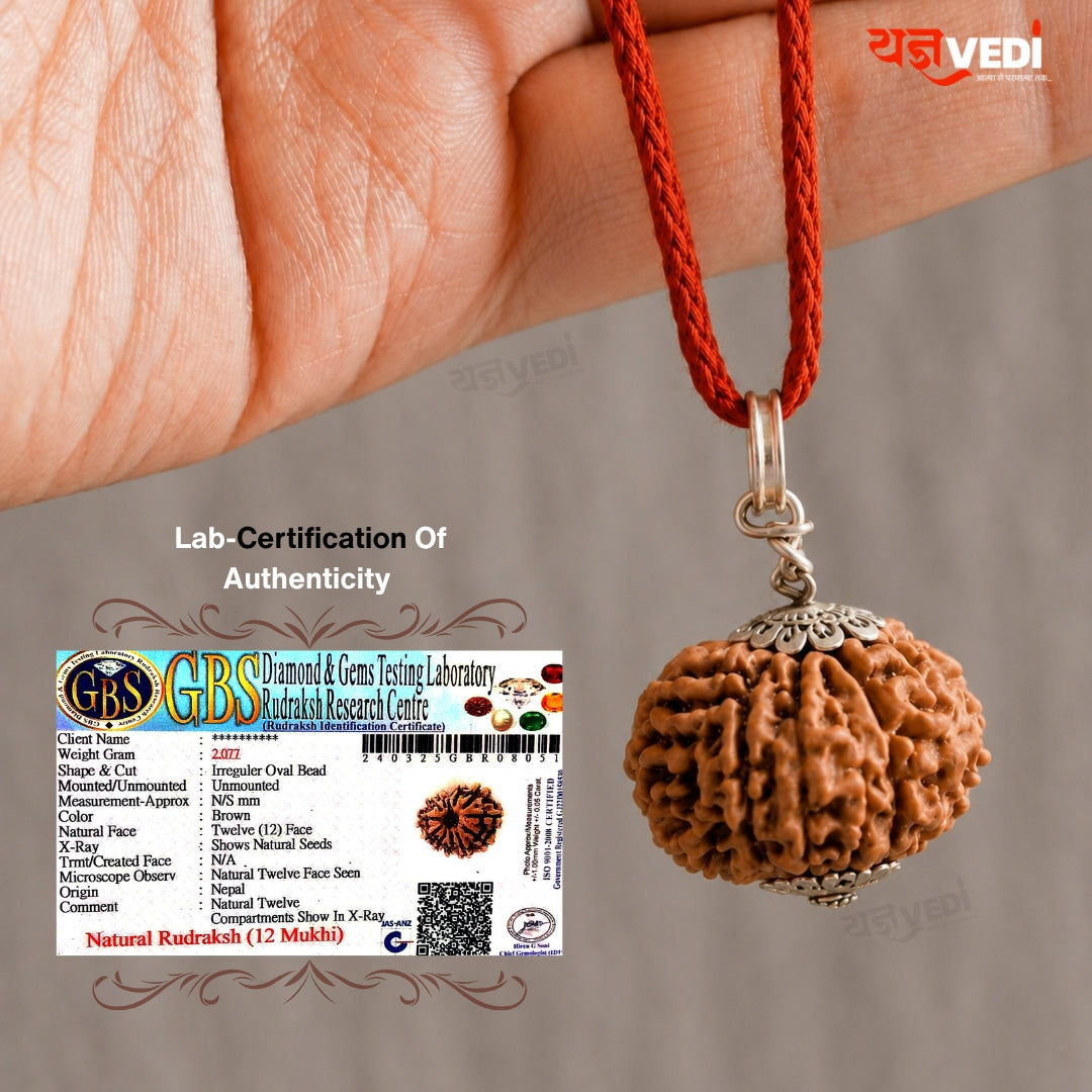 Original 12 Mukhi Nepali Rudraksha (Baarah Mukhi)