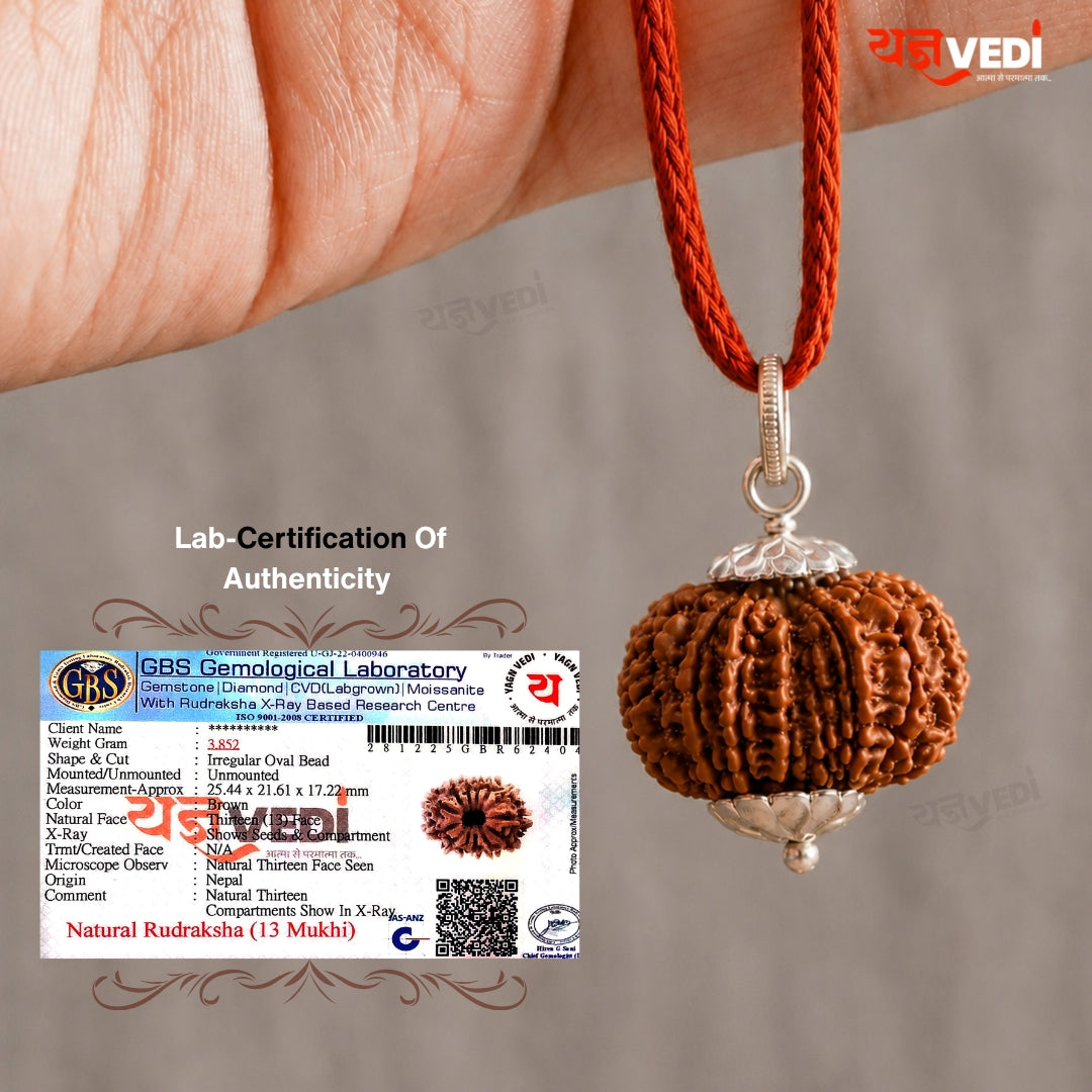Original 13 Mukhi Nepali Rudraksha (Terah  Mukhi)