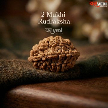 2 Mukhi Indian Rudraksha - Do Mukhi