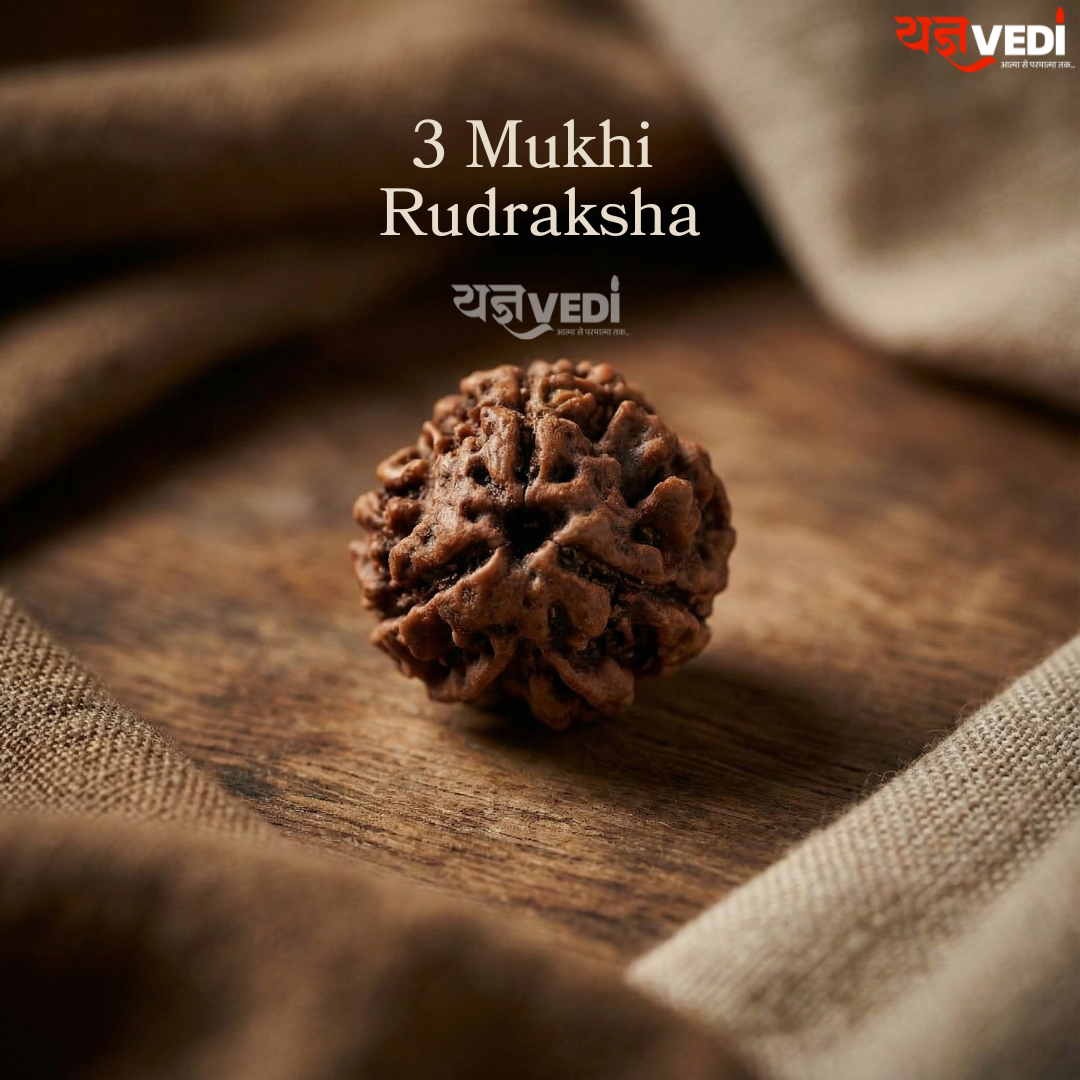 Original 3 Mukhi Indian Rudraksha (Teen Mukhi)