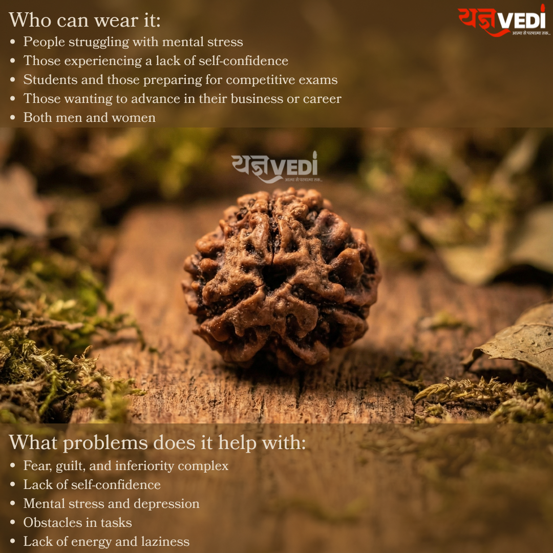 3 Mukhi Indian Rudraksha - Teen Mukhi