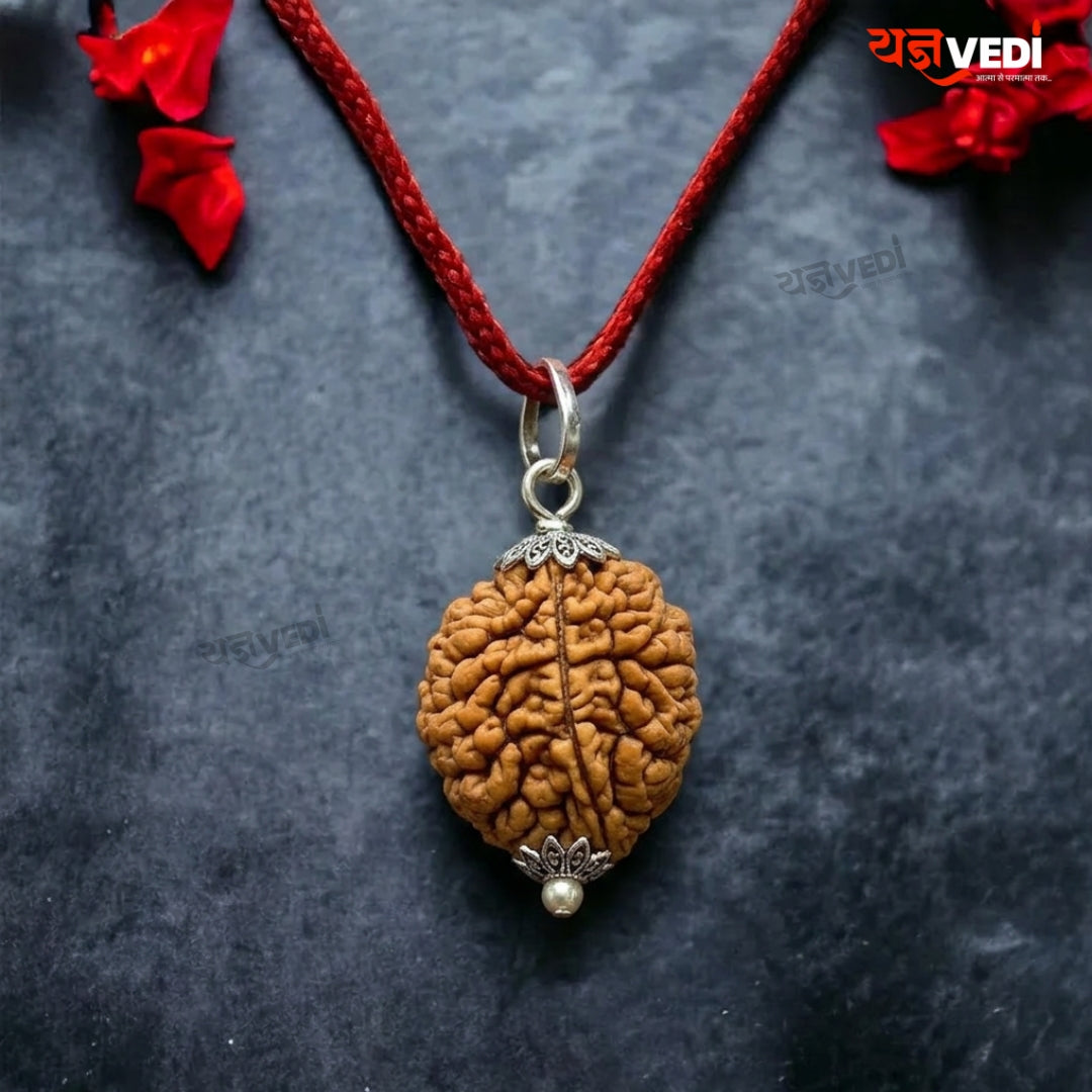 Original 2 Mukhi Indian Rudraksha (Do Mukhi)