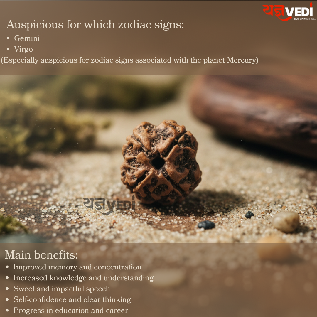 4 Mukhi Nepali Rudraksha - Chaar Mukhi