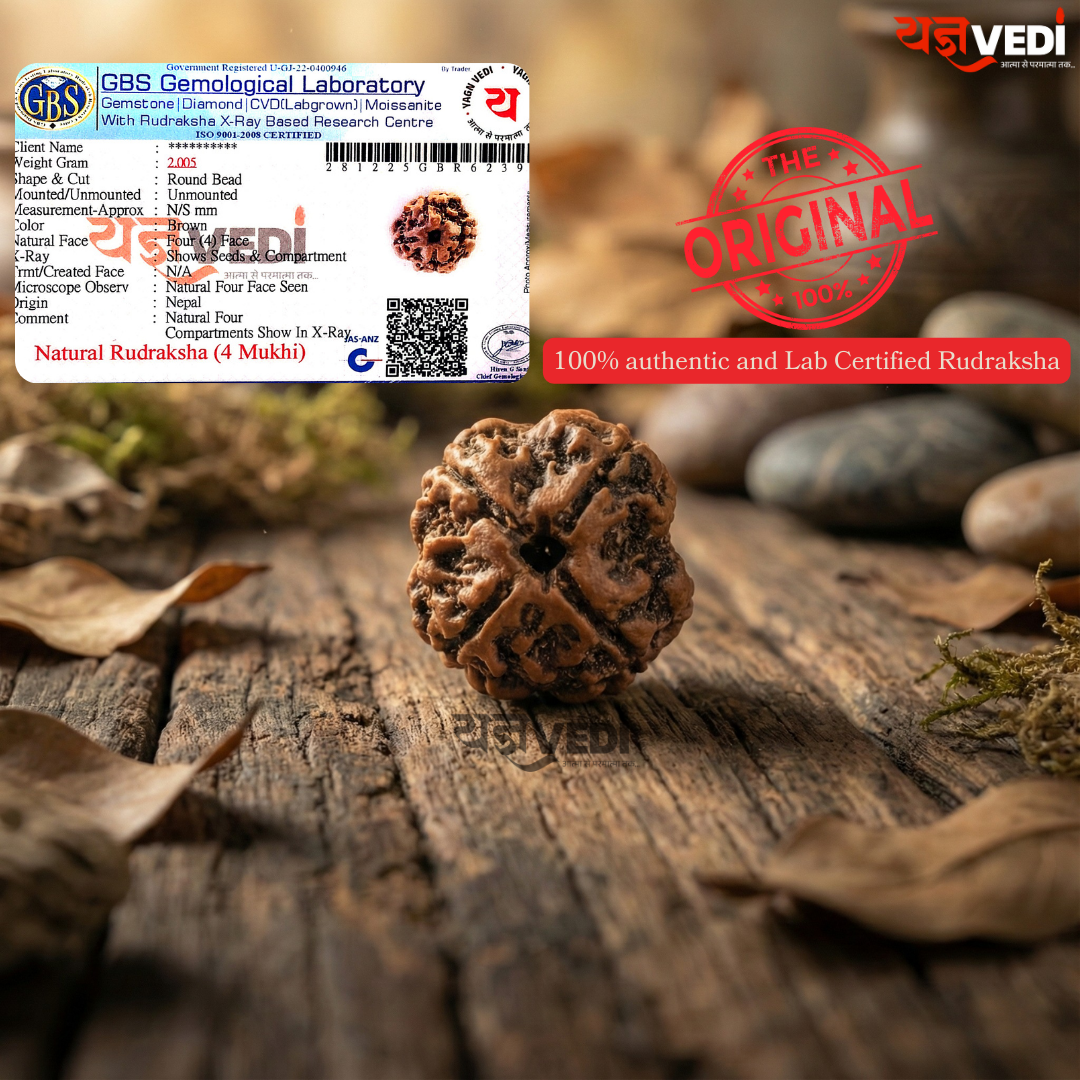 4 Mukhi Nepali Rudraksha - Chaar Mukhi