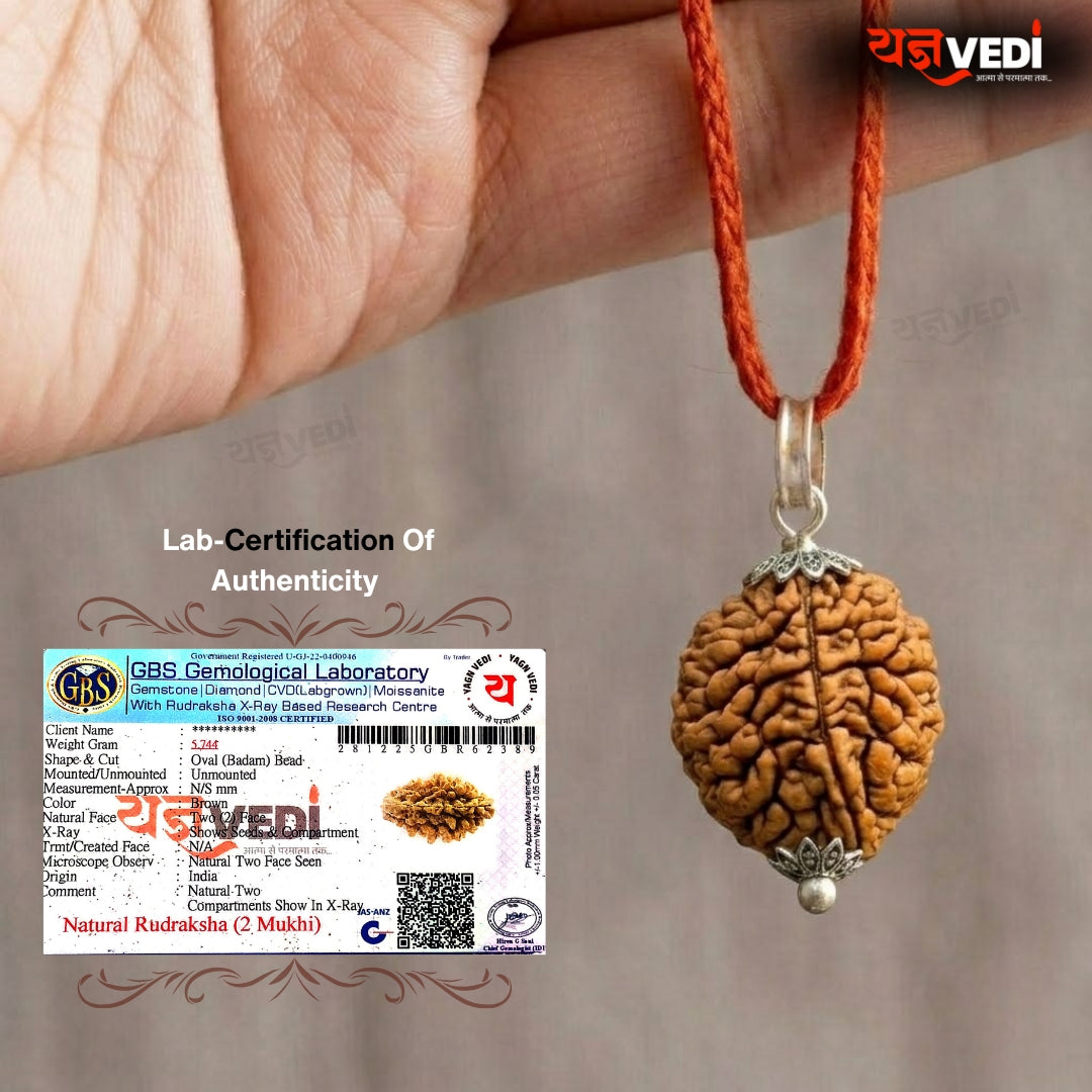 Original 2 Mukhi Indian Rudraksha (Do Mukhi)