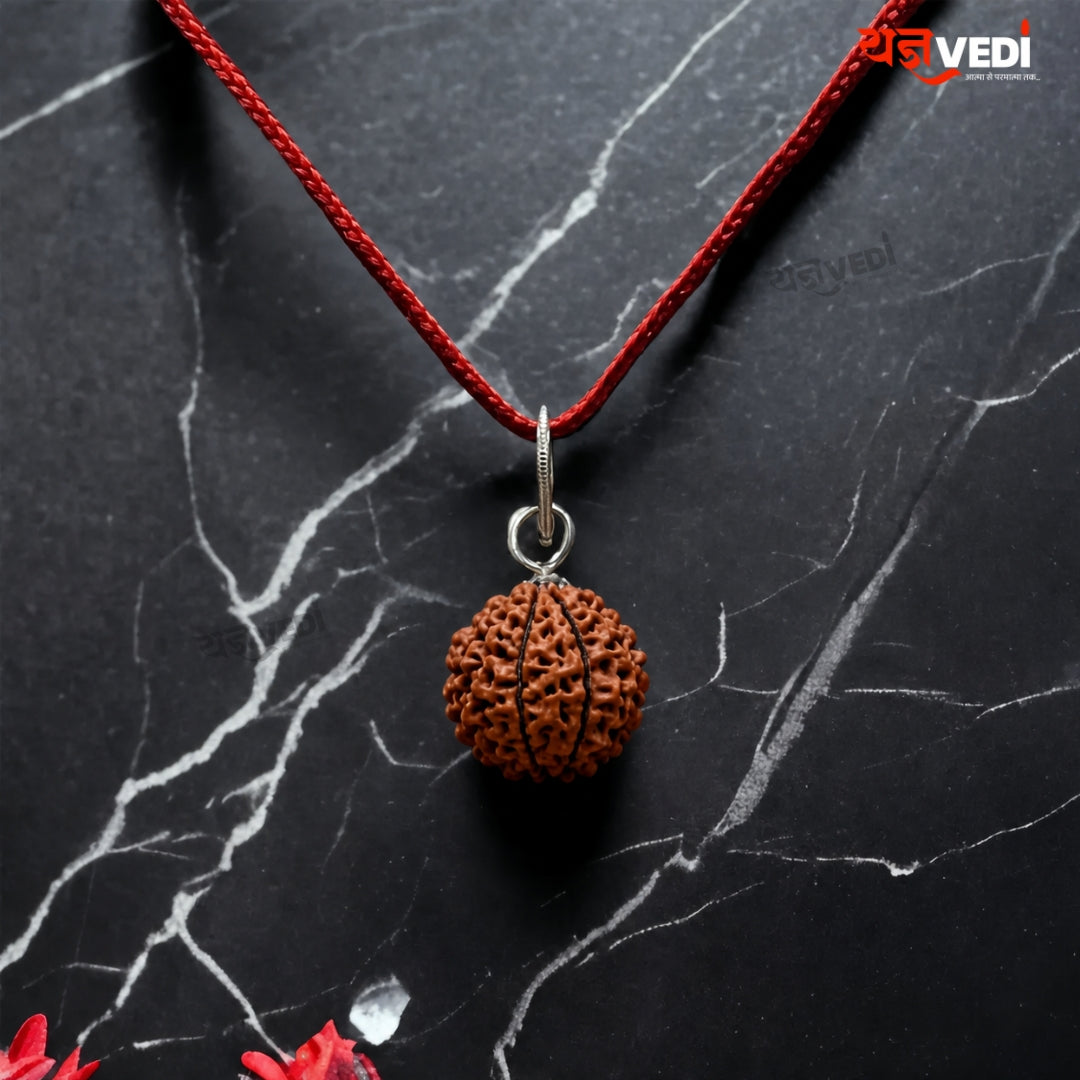 Original 3 Mukhi Indian Rudraksha (Teen Mukhi)