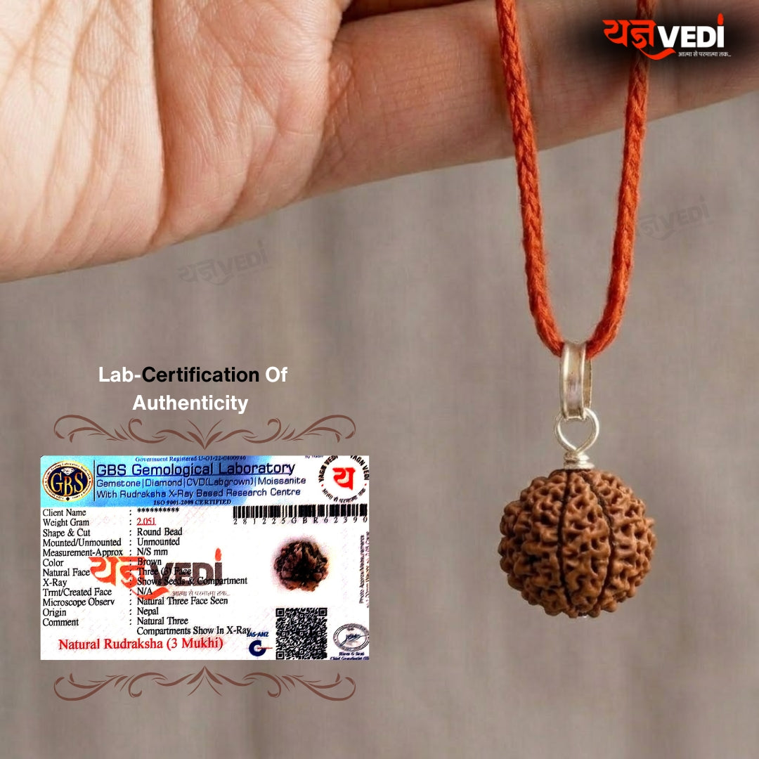 Original 3 Mukhi Indian Rudraksha (Teen Mukhi)
