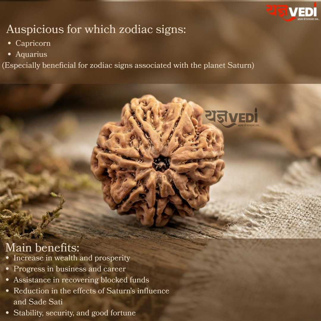 7 Mukhi Nepali Rudraksha - Saat Mukhi