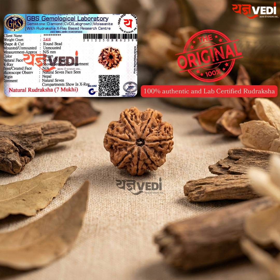 7 Mukhi Nepali Rudraksha - Saat Mukhi