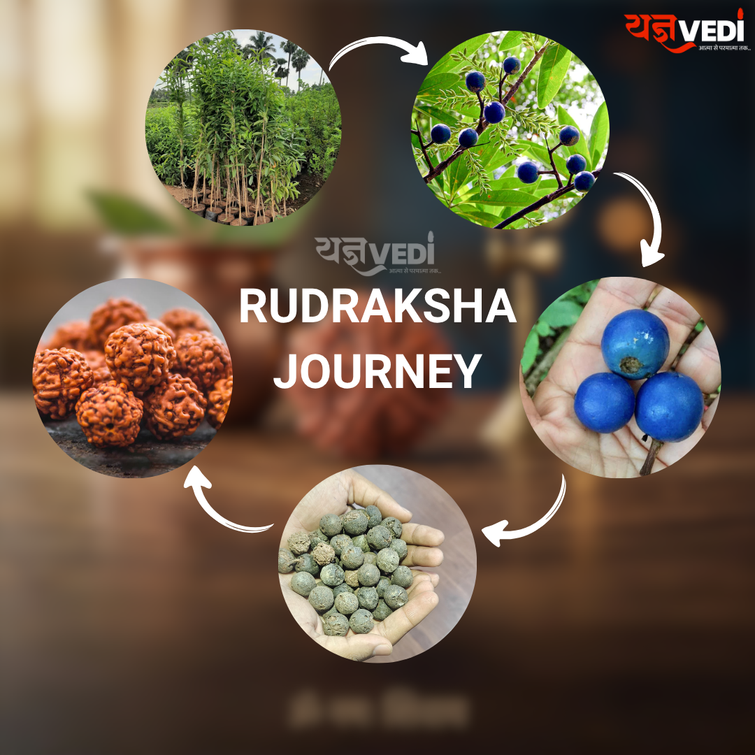 Free Original 5 Mukhi Nepali Rudraksha (Paanch Mukhi) | Yagnvedi (Limited-Time Offer)