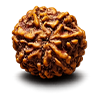 Rudraksha